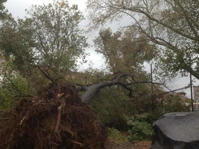Tree Down Carroll Park
