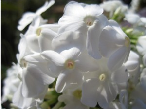 botanic garden flowers
